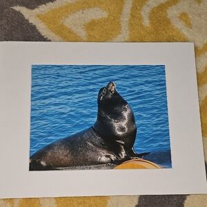 Sea Lion Art Photograph Marine Life Ocean Art